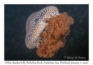 White Spotted Jelly