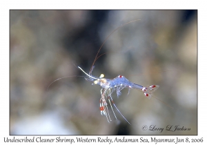 Undescribed Cleaner Shrimp