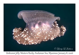 Unknown Jelly