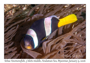 Sebae Anemonefish