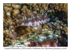 Leopard Blenniella