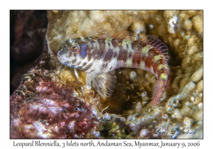 Leopard Blenniella