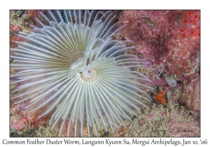 Common Feather Duster Worm