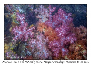 Divaricate Tree Coral