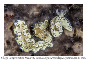 Siboga Doriprismatica
