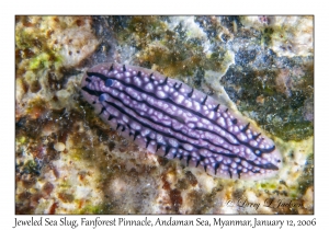 Jeweled Sea Slug