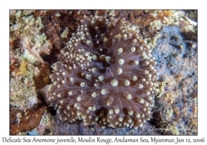 Delicate Sea Anemone juvenile
