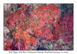 Red Algae