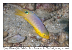 Eyespot Damselfish