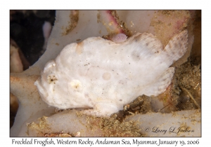 Freckled Frogfish