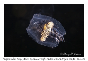 Amphipod in Salp