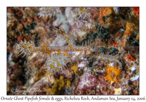 Ornate Ghost Pipefish female with eggs