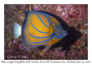 Blue-ringed Angelfish