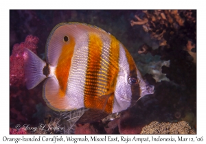 Orange-banded Coralfish