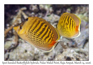 Spot-banded Butterflyfish hybrids