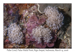 Pulse Coral