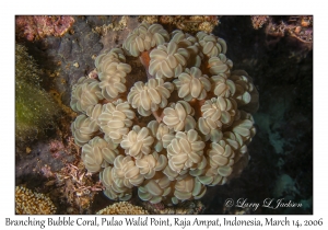 Branching Bubble Coral