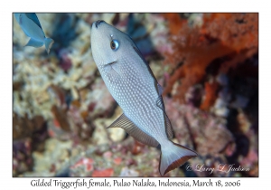 Gilded Triggerfish female