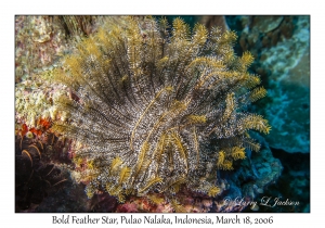 Bold Feather Star