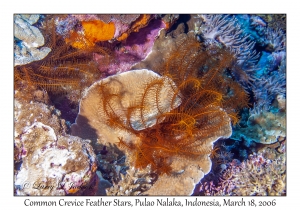 Common Crevice Feather Star