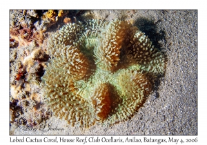 Lobed Cactus Coral