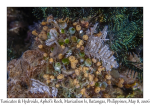 Tunicates & Hydroids