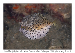 Nasal Boxfish juvenile
