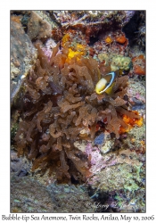 Bubble-tip Sea Anemone