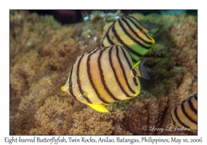 Eight-barred Butterflyfish