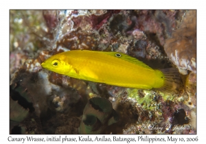 Canary Wrasse