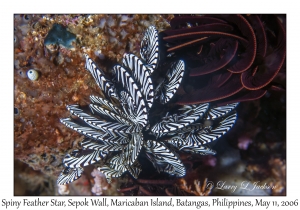 Spiny Feather Star