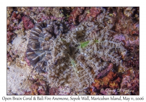 Open Brain Coral & Bali Fire Anemone