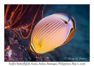 Redfin Butterflyfish