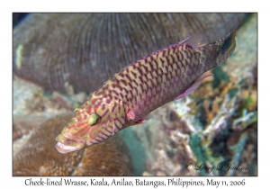 Cheek-lined Wrasse