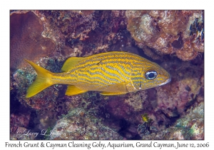 French Grunt & Cayman Cleaning Goby