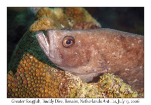 Greater Soapfish