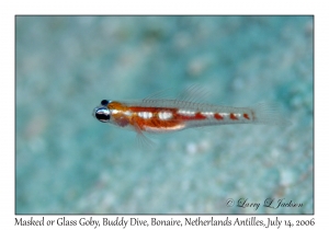 Masked or Glass Goby