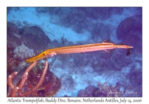 Atlantic Trumpetfish