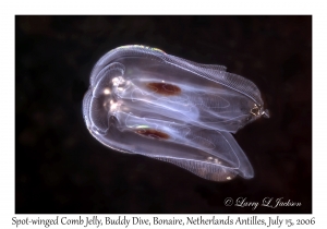 Spot-winged Comb Jelly