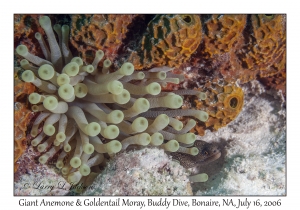 Giant Anemone & Goldentail Moray