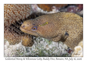 Goldentail Moray & Yellownose Goby