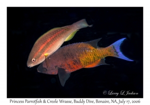 Princess Parrotfish & Creole Wrasse