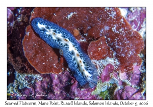 Scarred Flatworm