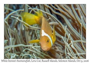 White-bonnet Anemonefish