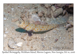 Spotted Shrimpgoby