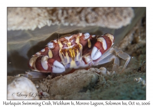 Harlequin Swimming Crab
