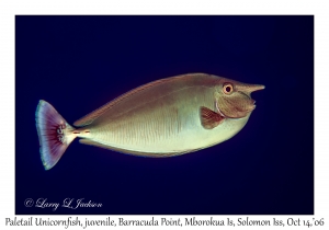 Paletail Unicornfish juvenile