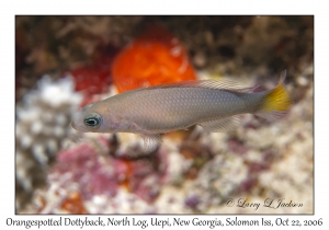 Orangespotted Dottyback