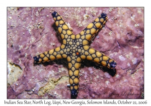 Indian Sea Star