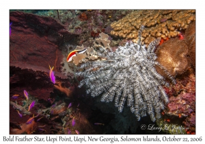 Bold Feather Star
